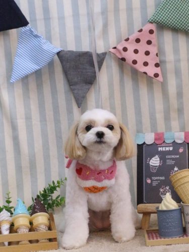 20250521みるくちゃん